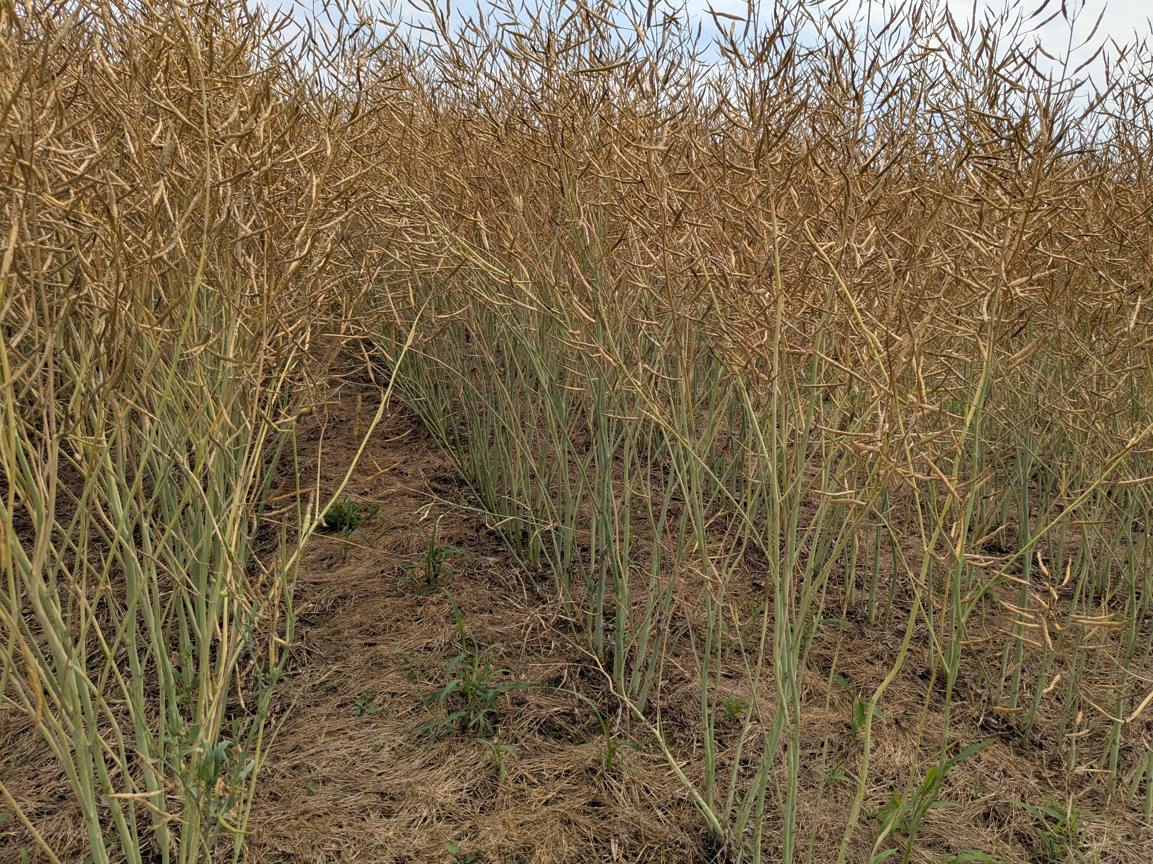 A field of mature canola plants with dry, golden-brown pods ready for harvest. The ground is mostly bare between rows, showing some straw and weeds.
